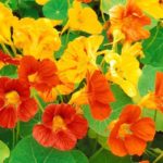 Interesting facts about nasturtiums