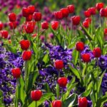 Interesting facts about tulips
