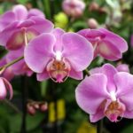 Interesting facts about orchids