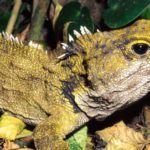 Interesting facts about reptiles