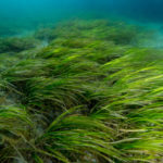 Interesting facts about algae