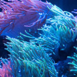 Interesting facts about anemones.