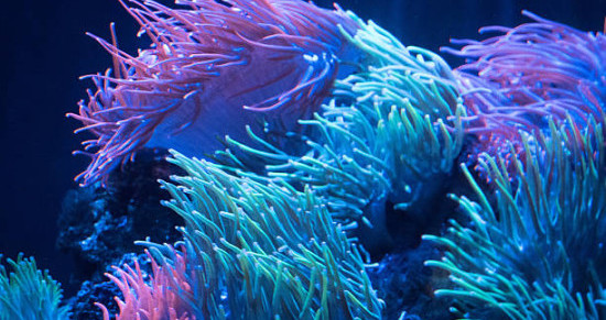 Interesting facts about anemones.