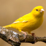 Interesting facts about canaries