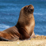 Interesting facts about sea lions