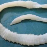 Interesting facts about flatworms