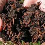 Interesting Facts About Ringworms