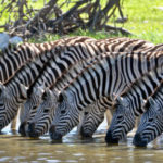 26 interesting facts about zebras