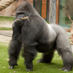 27 interesting facts about gorillas