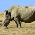 Interesting facts about rhinos