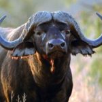 Interesting facts about buffaloes