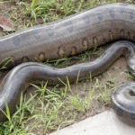 20 interesting facts about anacondas