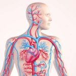 Facts about the human circulatory system