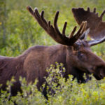 25 interesting facts about moose