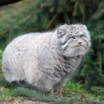 25 interesting facts about manul