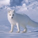 27 interesting facts about Arctic fox