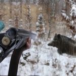 Wild boar hunting in winter