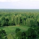 Bialowieza Forest (Belovezhskaya Pushcha)