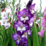 How to care for gladiolus?