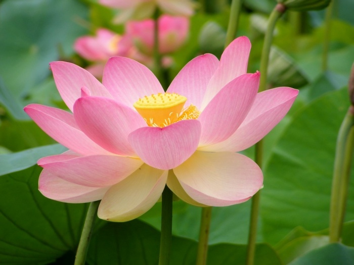 Lotus in Vietnam