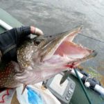 Pike fishing in March - April