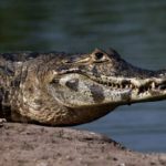 Crocodile caiman