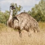 Ostrich Emu - Description and lifestyle
