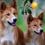 Dingo Dog - Description and Lifestyle