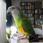 Senegalese Parrot