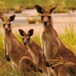 Kangaroo - description and lifestyle of a kangaroo