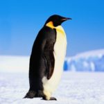 Emperor penguin - Description, lifestyle and habits