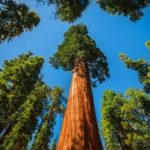 Sequoia - Where do sequoias grow?