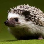 Common hedgehog - Lifestyle, Breeding and offspring