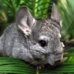 Chinchillas - Home Care and Maintenance