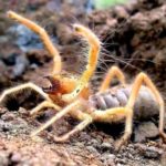 Phalanx Spider - Description, Features and Habits