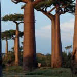 Where do baobabs grow?