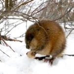 What do lemmings eat in the summer and in winter?
