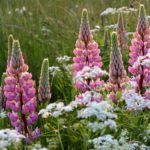 Lupine - Types, Landing and care
