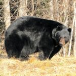 Black Bear - Baribal