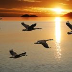 17 interesting facts about migratory birds