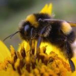 17 interesting facts about bumblebees