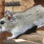 20 interesting facts about rodents