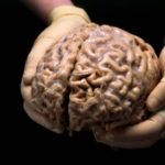 20 interesting and fun facts about the brain