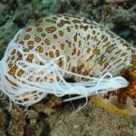 22 interesting facts about sea cucumbers