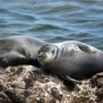 25 interesting facts about fur seals