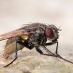 25 interesting facts about flies