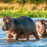 40 interesting and fun facts about hippos