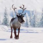 25 interesting facts about reindeer