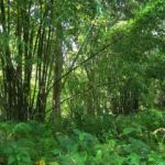 10 interesting facts about forest plants