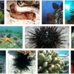 10 interesting facts about echinoderms